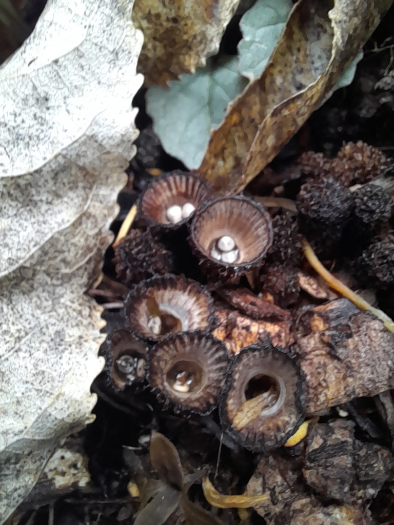 Cyathus striatus · January 2025 · photo: © mphnz (iNaturalist, cc0)
