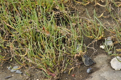 Salicornia perennis