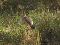 Cariama cristata