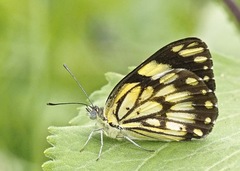 Belenois