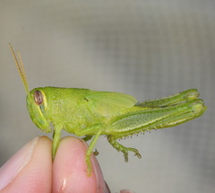 Cyrtacanthacridini