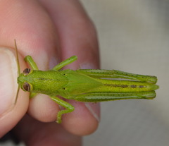 Cyrtacanthacridini