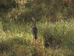 Cariama cristata