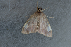 Evergestis unimacula