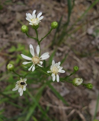 Solidago ptarmicoides
