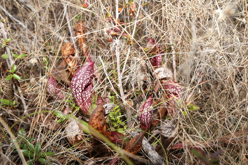 Sarracenia × wrigleyana, photograph 1
