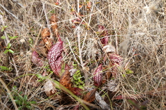 Sarracenia × wrigleyana, photograph (c) Reid Hardin, some rights reserved (CC BY)