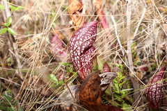 Sarracenia × wrigleyana