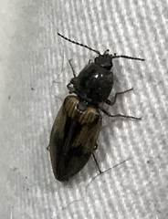 Stropenron hieroglyphica