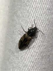 Stropenron hieroglyphica