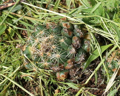 Coryphantha cornifera
