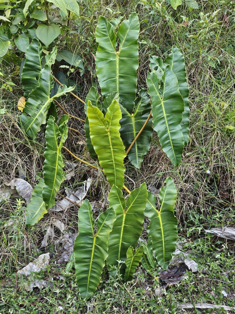 Foto de Philodendron billietiae