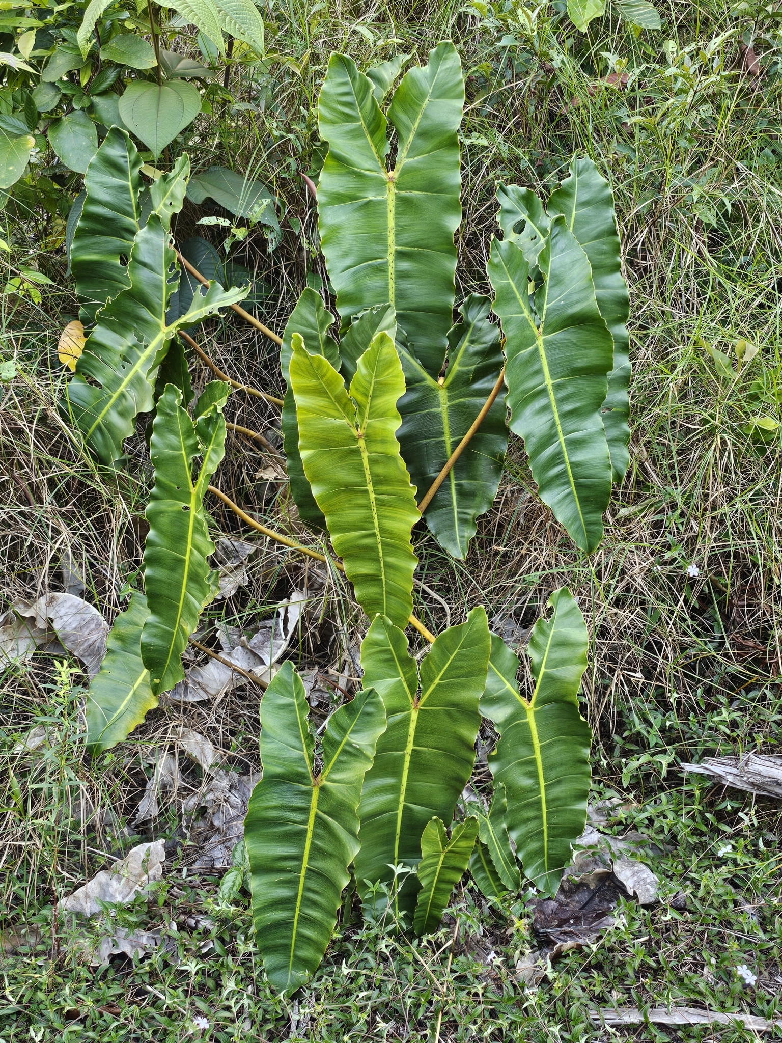 Imagem de Philodendron billietiae