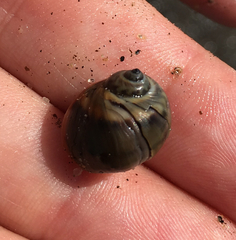 Notocochlis chemnitzii