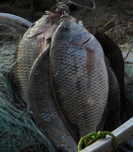 Oreochromis andersonii