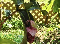 Medinilla magnifica