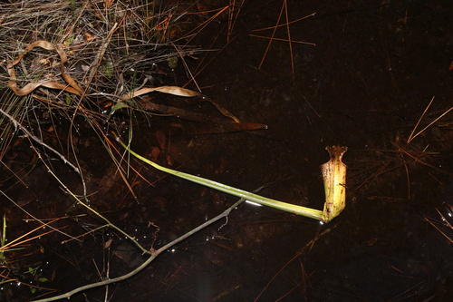 Sarracenia leucophylla