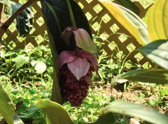 Medinilla magnifica