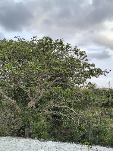 Foto de Suinã