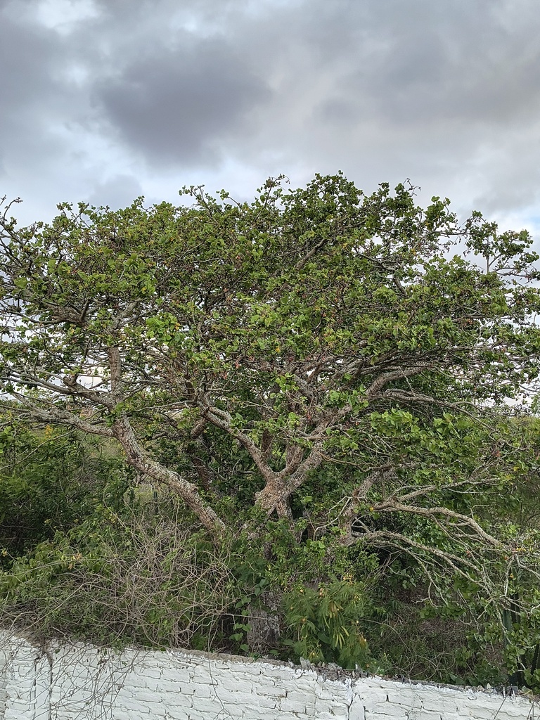 Foto de Suinã