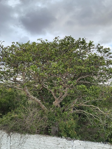 Suinã