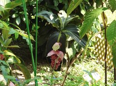 Medinilla magnifica