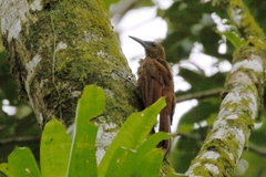 Dendrocolaptes sanctithomae