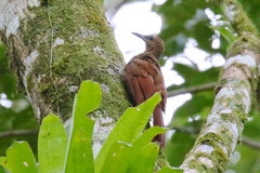 Dendrocolaptes sanctithomae