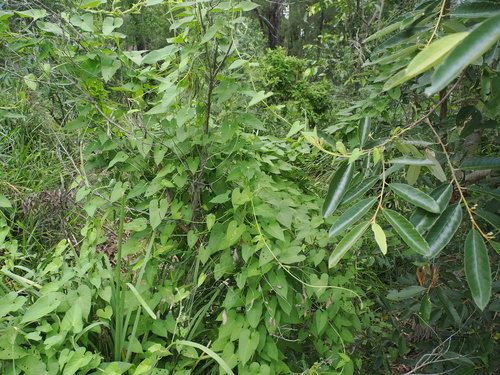 Image of Ipomoea plebeia by (c) Lucas Christofides, some rights reserved (CC BY)