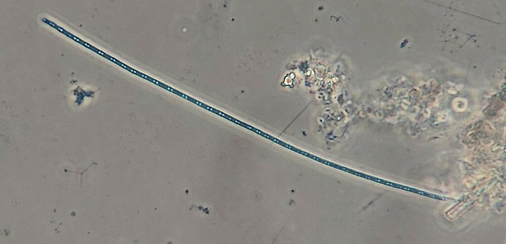 Anagnostidinema amphibium