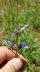 Penstemon heterodoxus