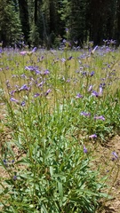 Penstemon heterodoxus