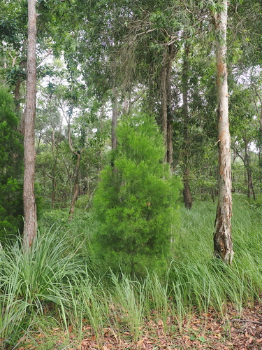 Image of Callitris columellaris by (c) Lucas Christofides, some rights reserved (CC BY)