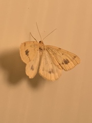 Macaria ribearia