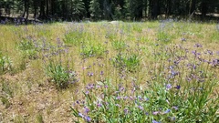 Penstemon heterodoxus