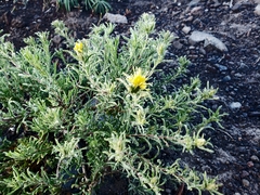 Ericameria suffruticosa