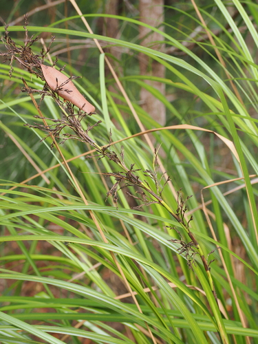 Image of Gahnia sieberiana by (c) Lucas Christofides, some rights reserved (CC BY)