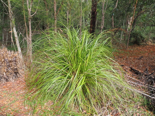 Image of Gahnia sieberiana by (c) Lucas Christofides, some rights reserved (CC BY)