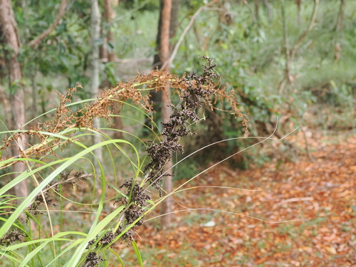 Image of Gahnia sieberiana by (c) Lucas Christofides, some rights reserved (CC BY)