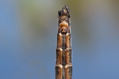 Somatochlora hudsonica