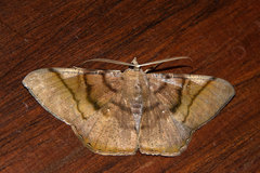 Sphacelodes vulneraria