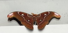 Attacus lorquinii