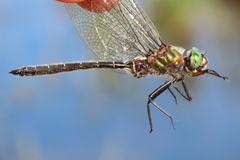 Somatochlora hudsonica