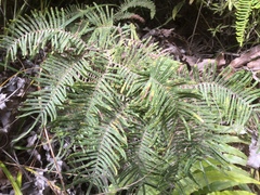 Gleichenia dicarpa