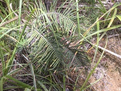 Gleichenia dicarpa