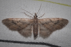 Eupithecia peckorum