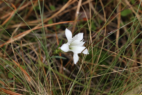Image of Gentiana pennelliana by (c) Reid Hardin, some rights reserved (CC BY)