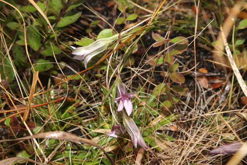 Image of Gentiana pennelliana by (c) Reid Hardin, some rights reserved (CC BY)