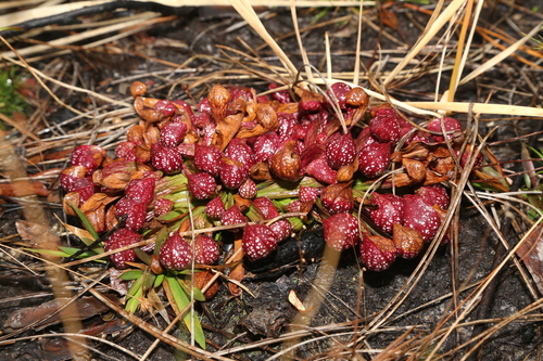 Sarracenia psittacina