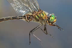 Somatochlora hudsonica